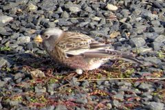 Leucosticte tephrocotis littoralis