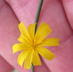 Cichorieae