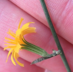 Cichorieae