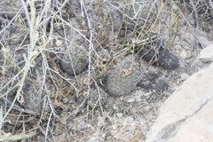 Coryphantha pseudoechinus pseudoechinus