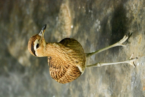 Hesperoburhinus bistriatus