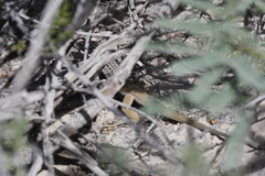 Aspidoscelis scalaris septemvittatus