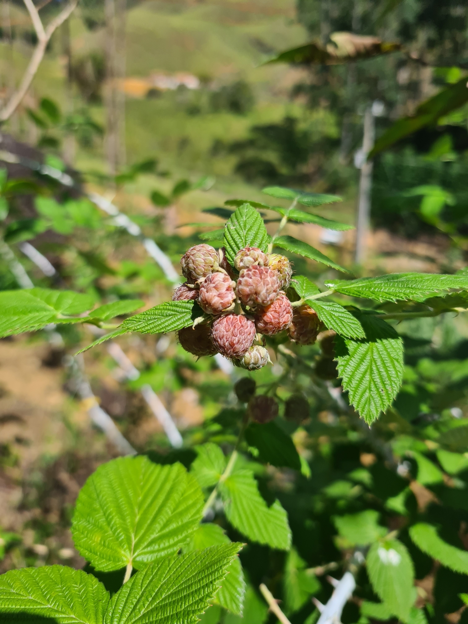 Rubus niveus