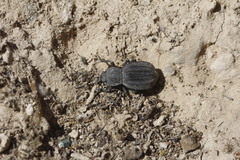 Pelecyphorus deaztlani