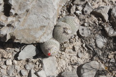 Epithelantha greggii
