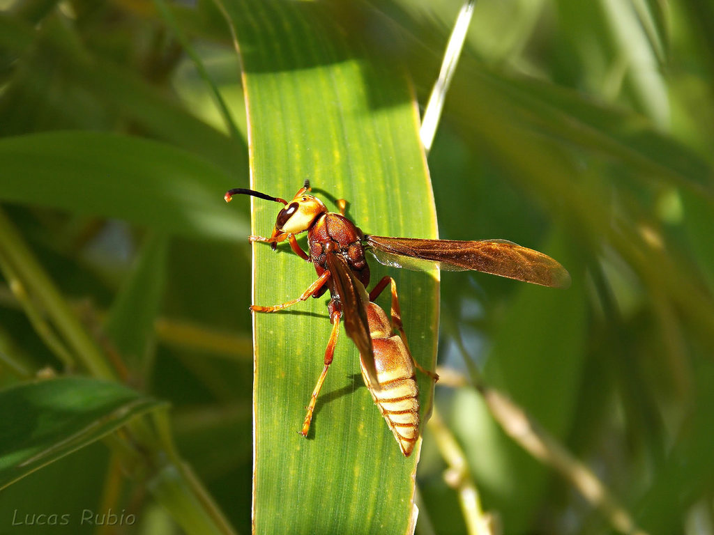 Montezumia ferruginea