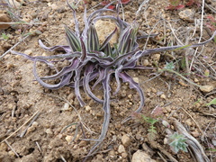 Nothocalais cuspidata