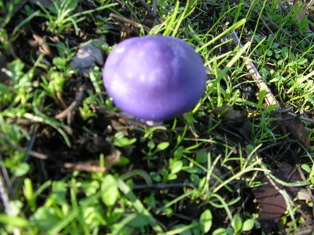 Collybia nuda · June 2005 · photo: © cesar383 (iNaturalist, cc-by-nc)