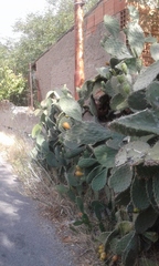 Opuntia ficus-indica