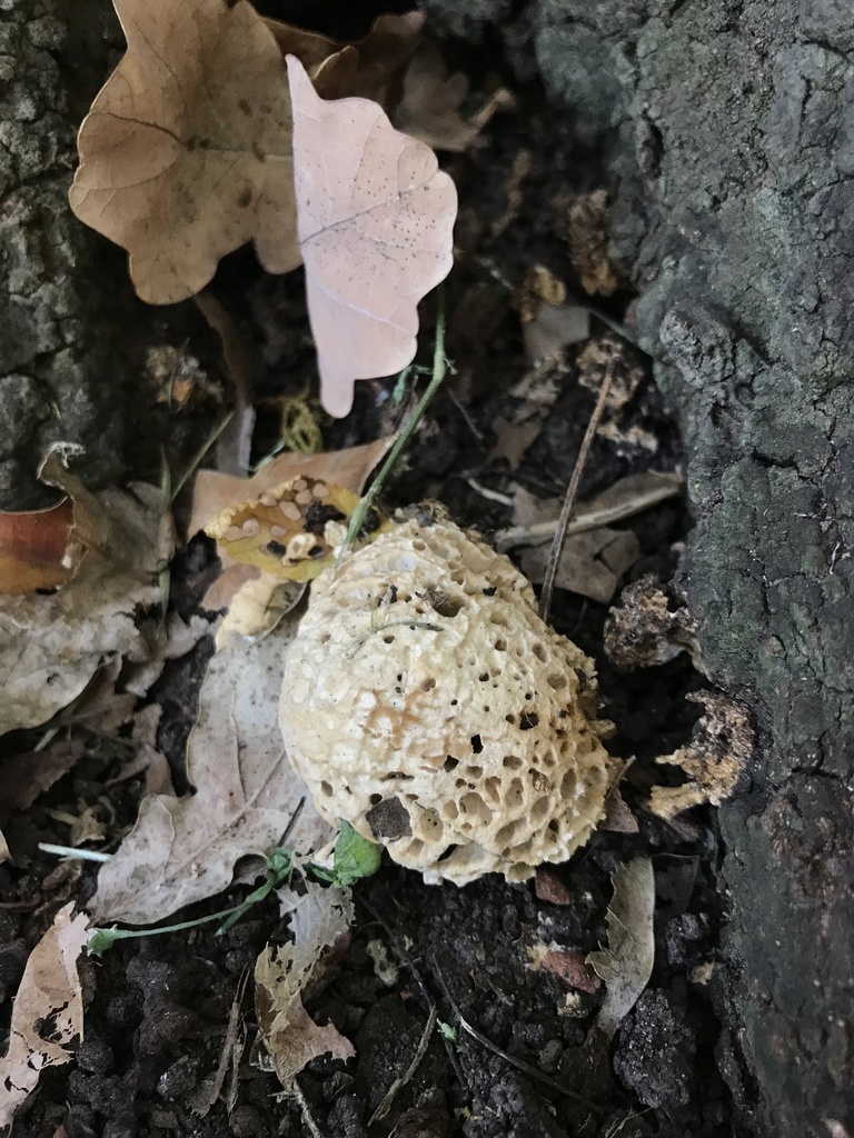 Irpex rosettiformis · April 2023 · photo: © tutitah (iNaturalist, cc0)