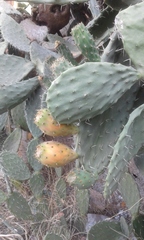 Opuntia ficus-indica