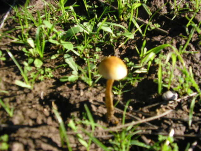 Protostropharia semiglobata · June 2005 · photo: © cesar383 (iNaturalist, cc-by-nc)