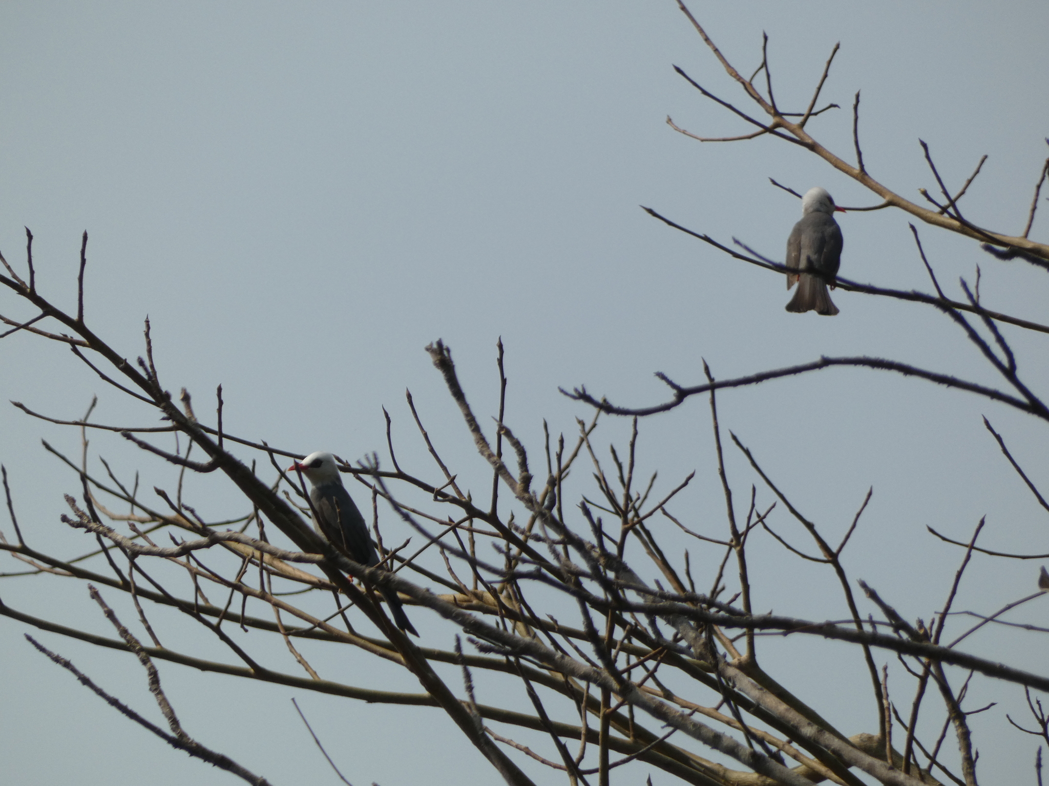 White-headed Bulbul