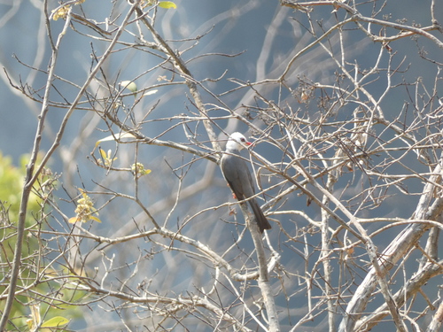 White-headed Bulbul (Hypsipetes thompsoni), photo 9