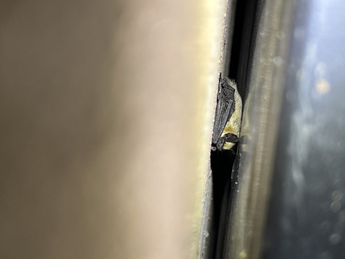 iNaturalist observation photo of Canyon Bat