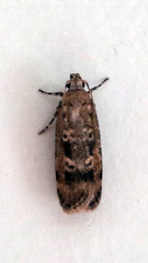 Anisoplaca cosmia