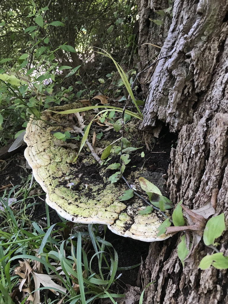 Trametes gibbosa · April 2023 · photo: © tutitah (iNaturalist, cc0)