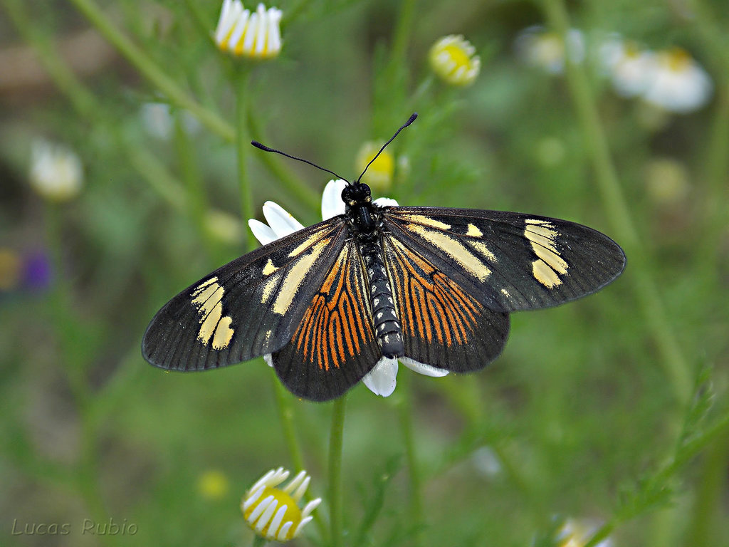 Actinote pellenea