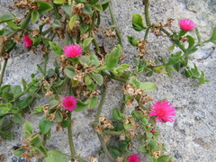 Mesembryanthemum cordifolium