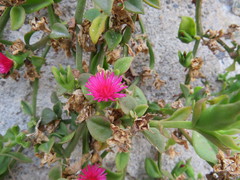 Mesembryanthemum cordifolium
