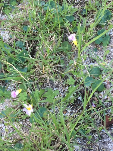 Oxalis caprina (Oxalis caprina)