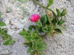 Mesembryanthemum cordifolium