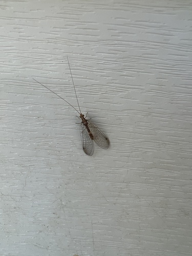 iNaturalist observation photo of Chrysopini