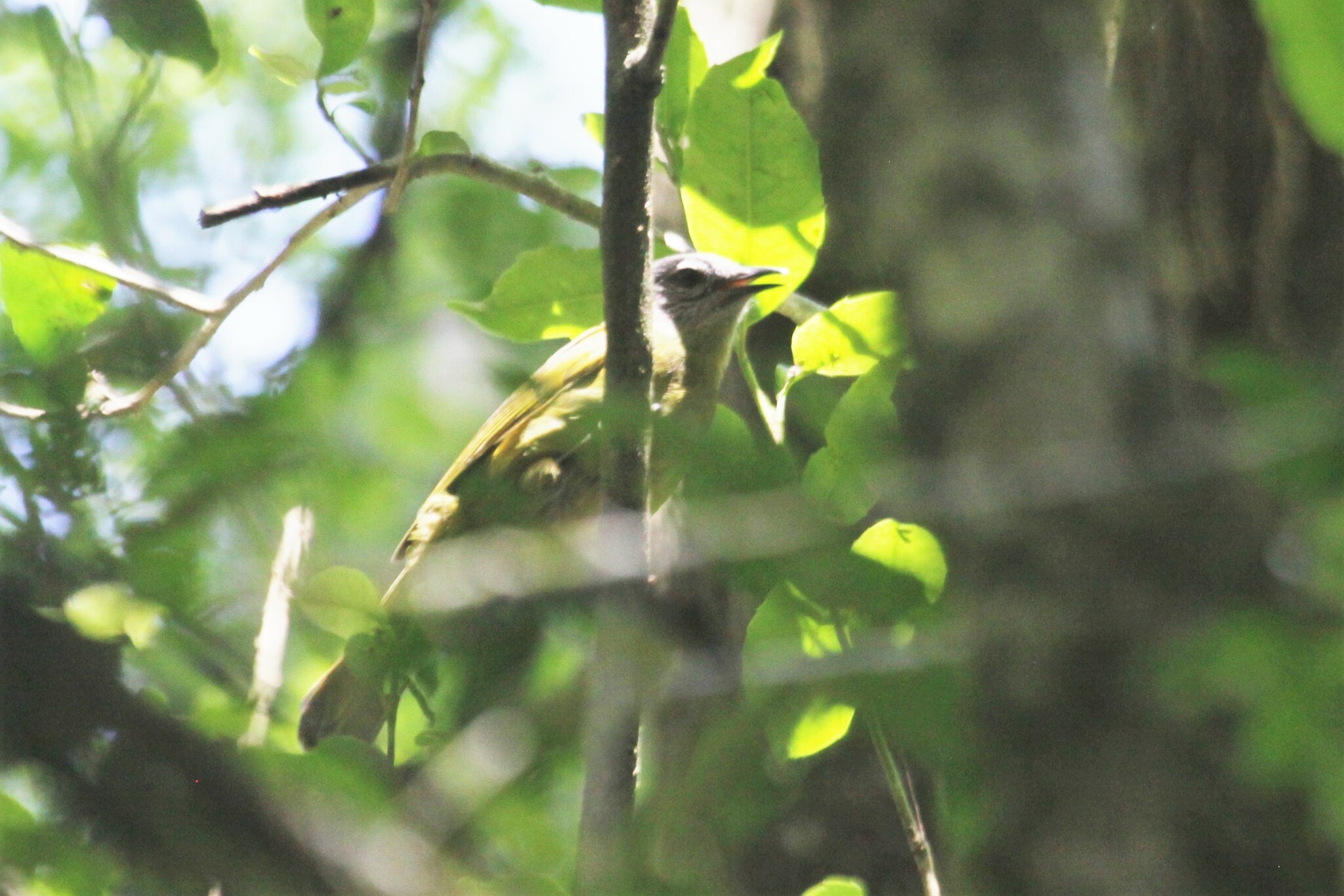 Stripe-cheeked Greenbul illustration
