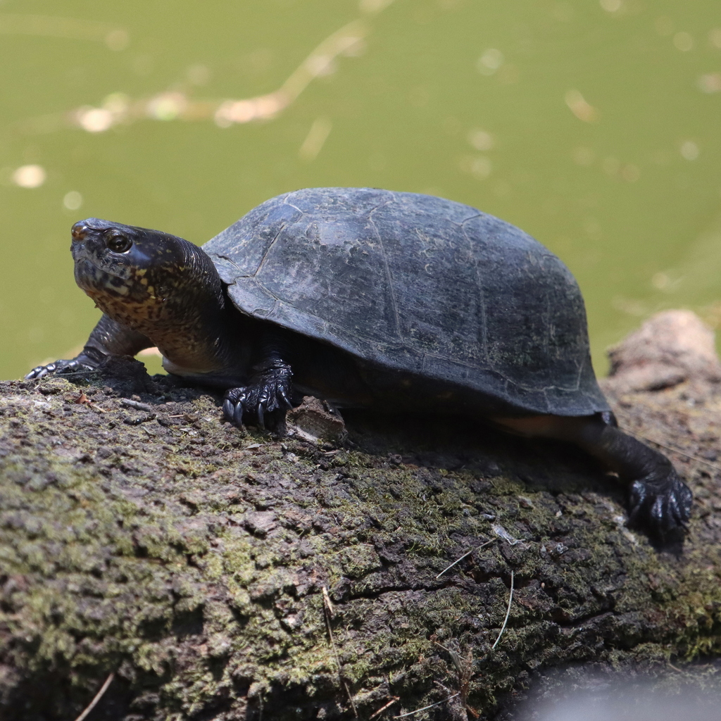 Mexican Mud Turtle in April 2023 by Jozef K. Richards · iNaturalist