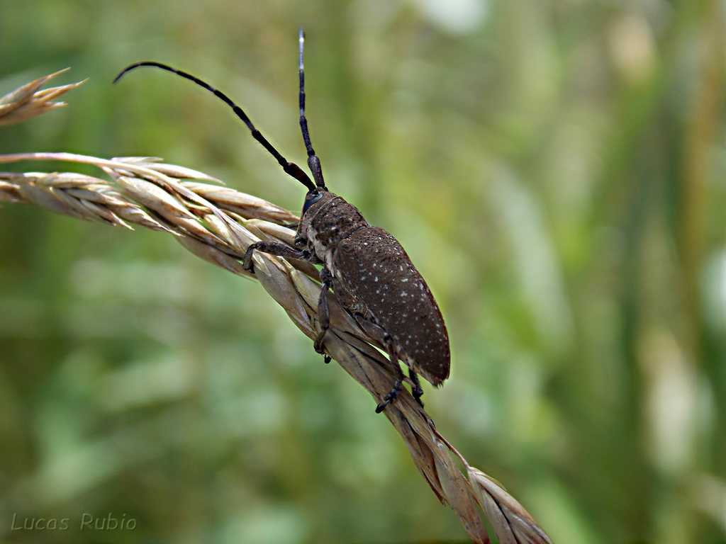 Neodillonia albisparsa
