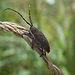 Neodillonia albisparsa - Photo (c) Lucas Rubio, some rights reserved (CC BY)