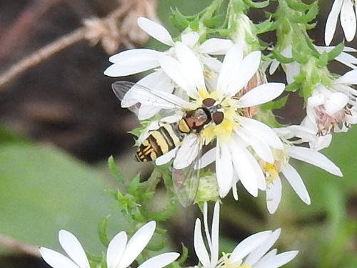 Exotic Streaktail photo 5