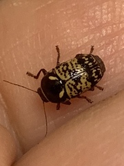 Cryptocephalus irroratus