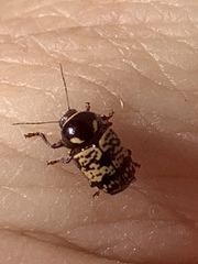 Cryptocephalus irroratus