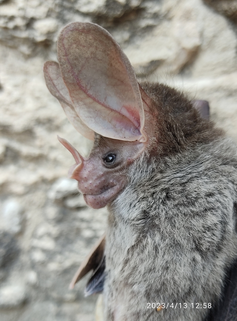 Big-eared Woolly Bat in April 2023 by Ismael Arellano Ciau · iNaturalist