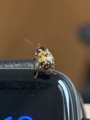 Cryptocephalus irroratus