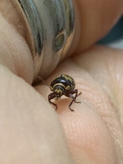 Cryptocephalus irroratus