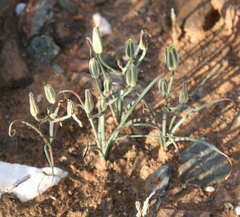 Albuca longipes
