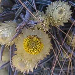 Helichrysum swynnertonii