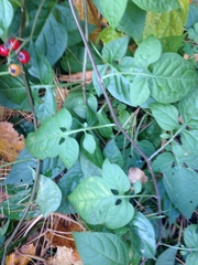 Solanum dulcamara