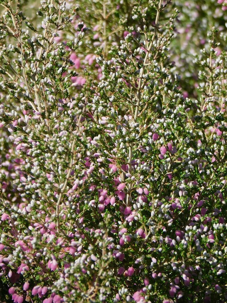 Smoke Heath from Wonderklippe Genadendal, 7234, South Africa on April ...