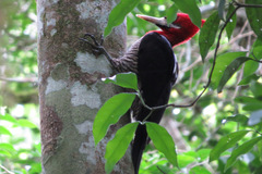 Campephilus robustus