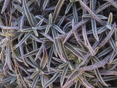 Helichrysum swynnertonii