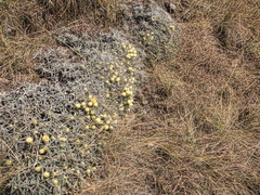 Helichrysum swynnertonii