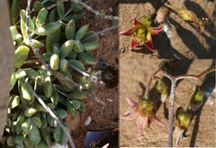 Cotyledon papillaris