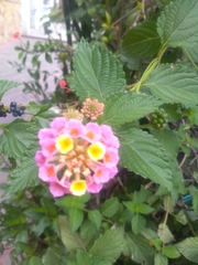Lantana