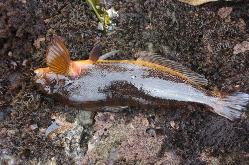 Hexagrammos decagrammus