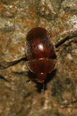 Cychramus luteus