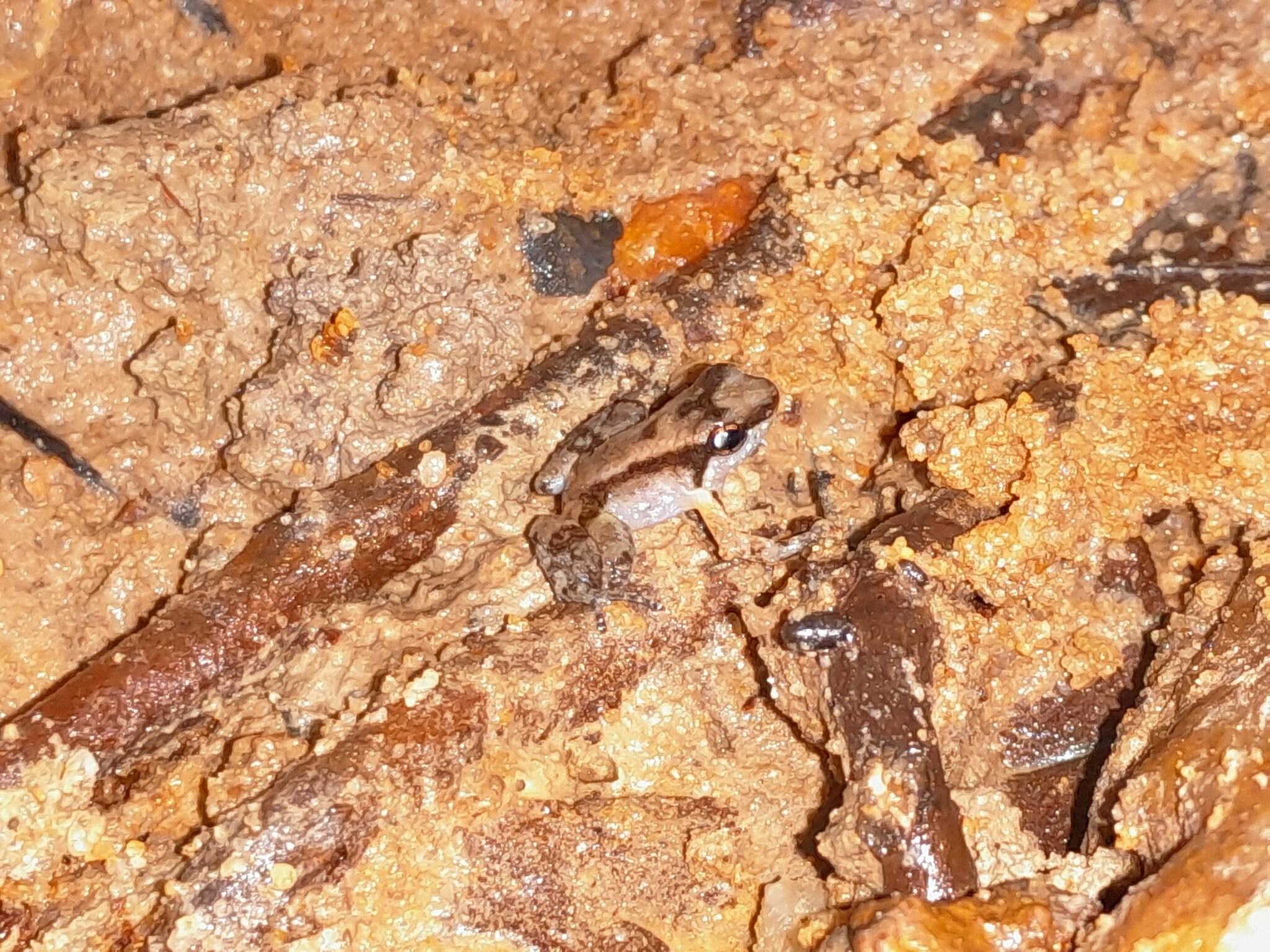 Anomaloglossus surinamensis Ouboter & Jairam, 2012