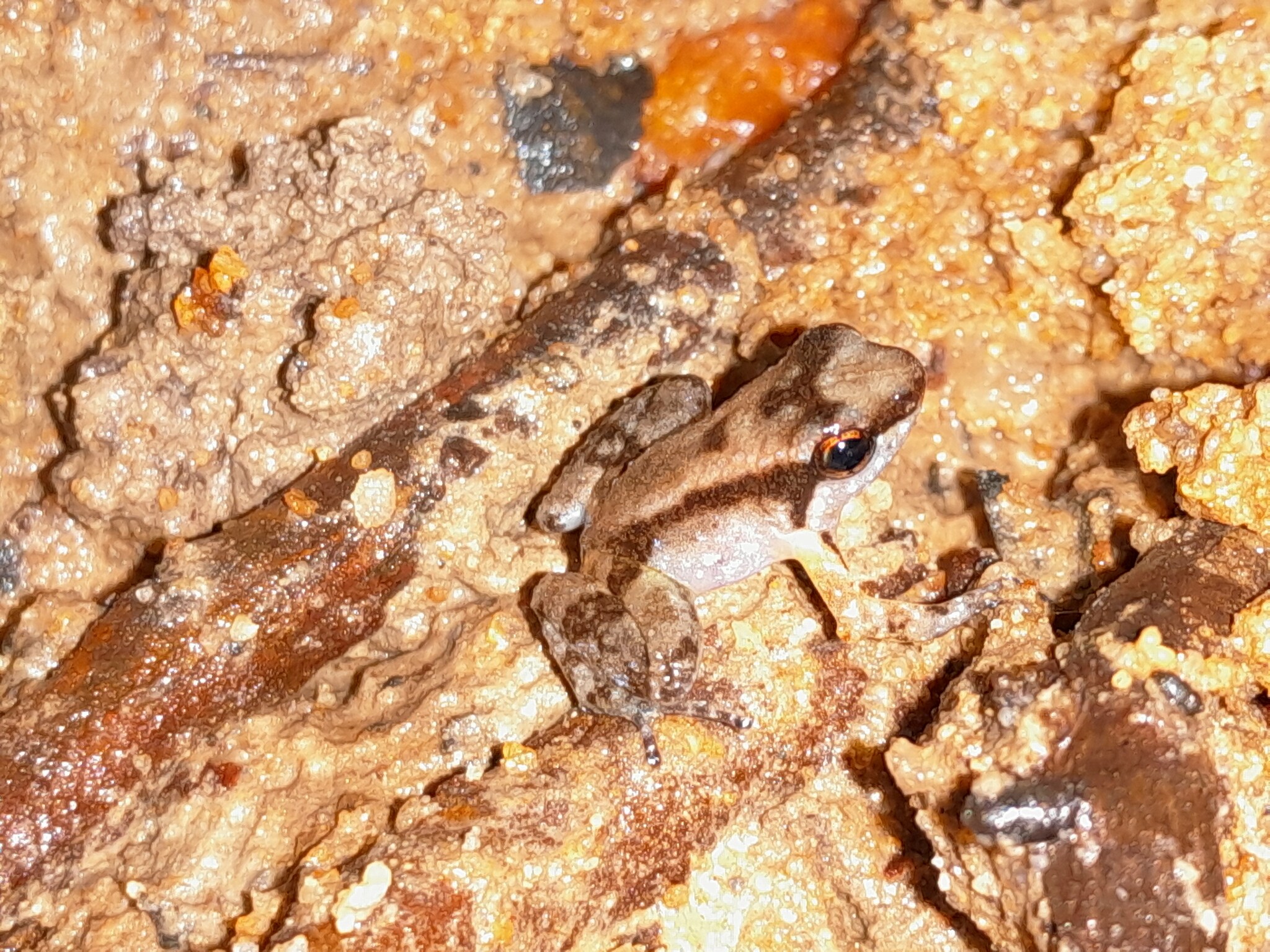 Anomaloglossus surinamensis Ouboter & Jairam, 2012